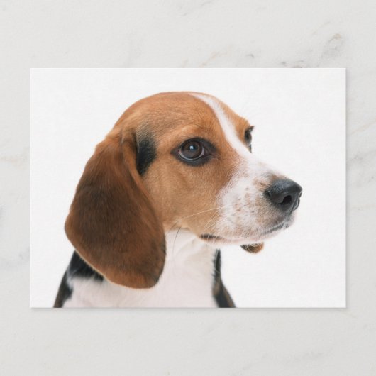 Carte postale de salutation de chiot Beagle (Devant)