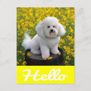 Carte postale de salutation de chiot Bichon Frise