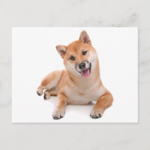 Carte postale de salutation de chiot Shiba Inu