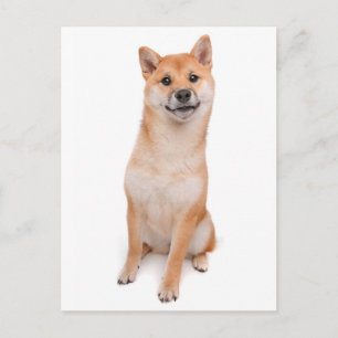 Carte postale de salutation de chiot Shiba Inu