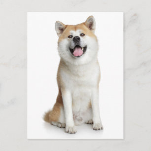 Carte postale de salutation de chiot Shiba Inu
