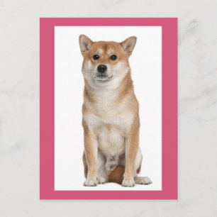 Carte postale de salutation de chiot Shiba Inu