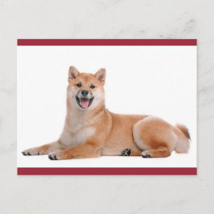 Carte postale de salutation de chiot Shiba Inu