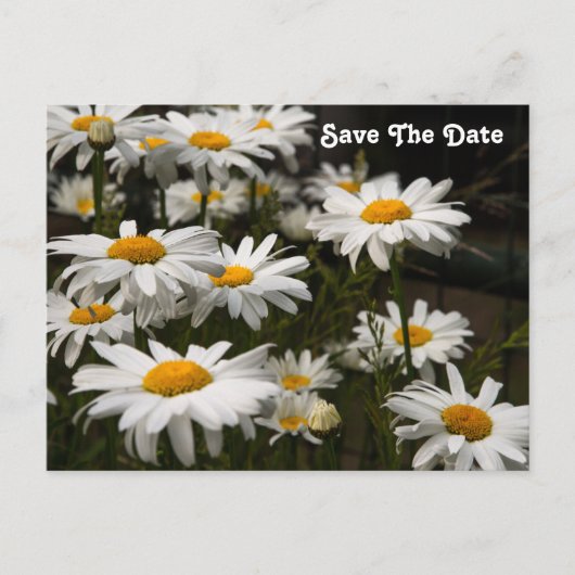Carte postale de sauvegarde de date Daisy (Devant)