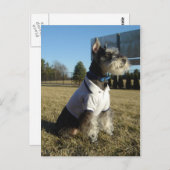 Carte postale de Schnauzer miniature (Devant / Derrière)