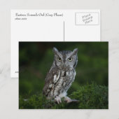 Carte postale de Screech Owl (Devant / Derrière)