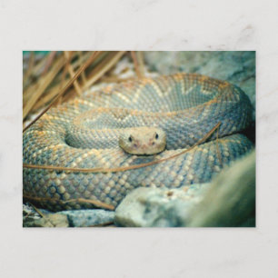 Carte postale de serpent
