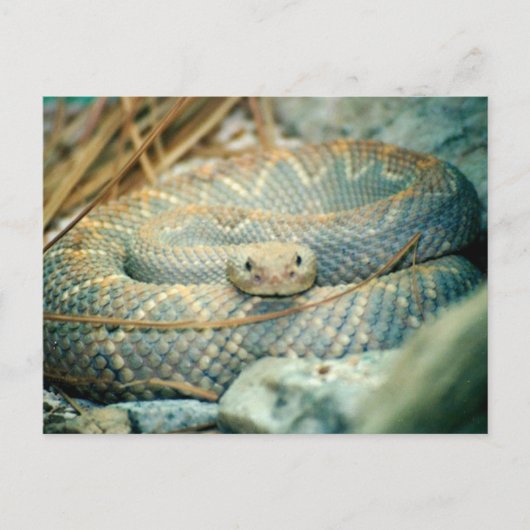 Carte postale de serpent (Devant)