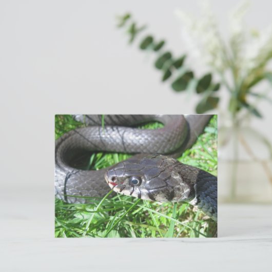 Carte postale de serpent à herbe (Debout devant)