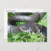 Carte postale de serpent à herbe (Devant / Derrière)