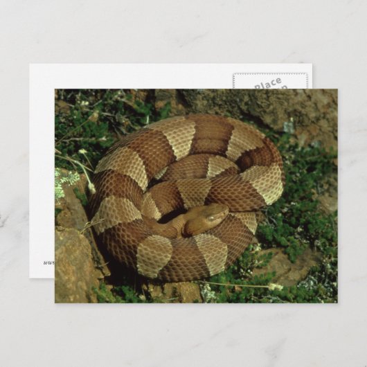 carte postale de serpent à tête large (Devant / Derrière)
