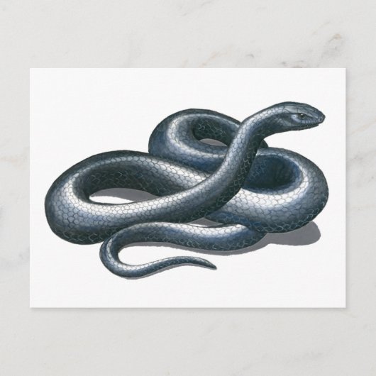 Carte postale de serpent de l'Est (Devant)