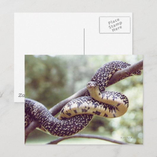 Carte postale de serpent King (Devant / Derrière)