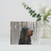 Carte postale de Setter Gordon (Debout devant)