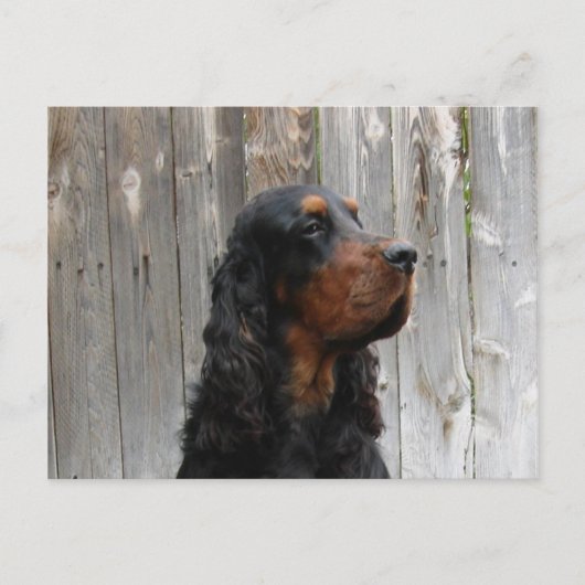 Carte postale de Setter Gordon (Devant)