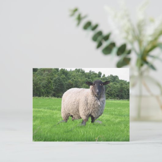 Carte postale de Sheal (Debout devant)