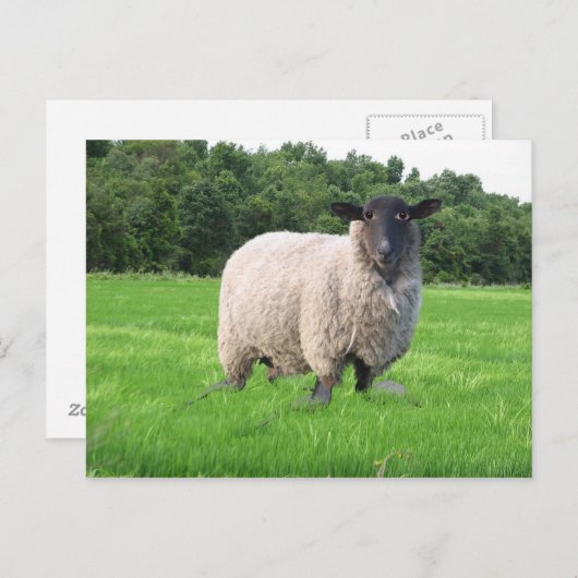 Carte postale de Sheal (Devant / Derrière)