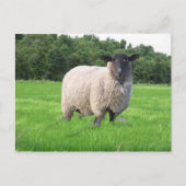 Carte postale de Sheal (Devant)