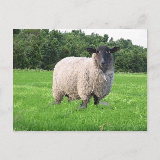 Carte postale de Sheal (Devant)