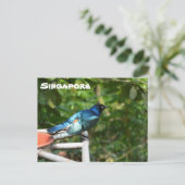 Carte postale de Singapour : Superbe Starling (Debout devant)