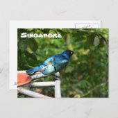 Carte postale de Singapour : Superbe Starling (Devant / Derrière)