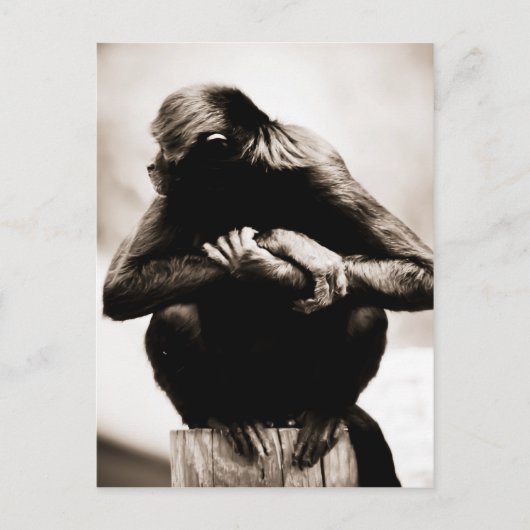 Carte postale de singe-araignée (Devant)