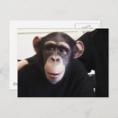 Carte postale de singe mignon (Devant / Derrière)