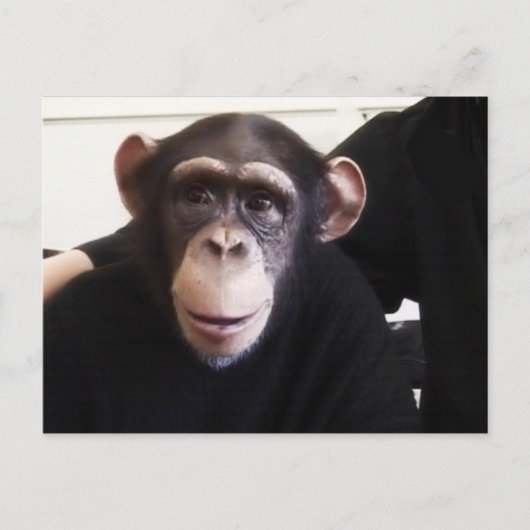 Carte postale de singe mignon (Devant)