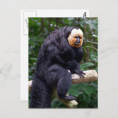 Carte postale de singe Saki face blanc (Devant / Derrière)