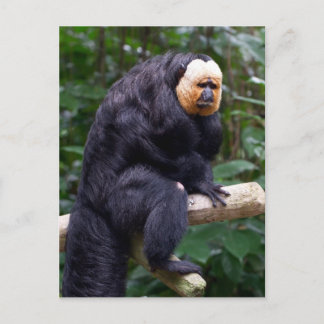 Carte postale de singe Saki face blanc