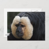 Carte postale de singe Saki face blanc (Devant / Derrière)
