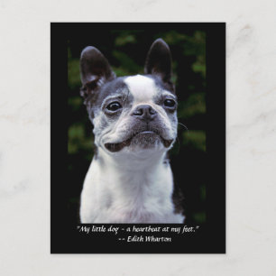 Carte postale de soumission couleur Boston Terrier
