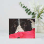 Carte postale de Springer (Debout devant)