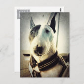 Carte postale de style antique Bull Terrier Photo (Devant / Derrière)