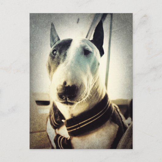 Carte postale de style antique Bull Terrier Photo (Devant)