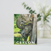 Carte postale de style rétro Éléphants d'Asie  (Debout devant)