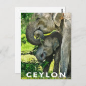 Carte postale de style rétro Éléphants d'Asie  (Devant / Derrière)