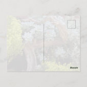 Carte postale de succulentes (Dos)