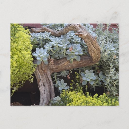 Carte postale de succulentes (Devant)