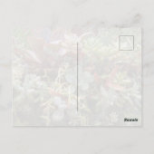 Carte postale de succulentes (Dos)