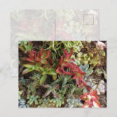 Carte postale de succulentes (Devant / Derrière)