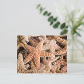 Carte postale de sucre Starfish (Debout devant)