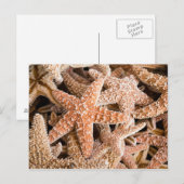 Carte postale de sucre Starfish (Devant / Derrière)