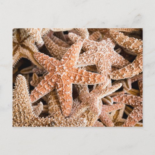 Carte postale de sucre Starfish (Devant)