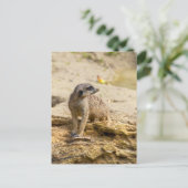 Carte postale de suricate (Debout devant)