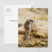 Carte postale de suricate (Devant / Derrière)