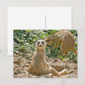 Carte postale de suricate (Devant / Derrière)