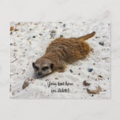 Carte postale de suricate décontracté (Devant)