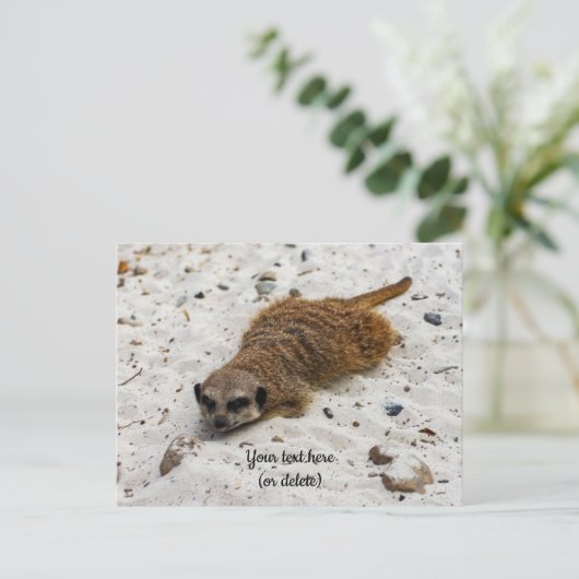 Carte postale de suricate décontracté (Debout devant)