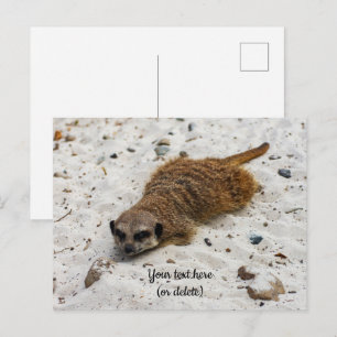 Carte postale de suricate décontracté